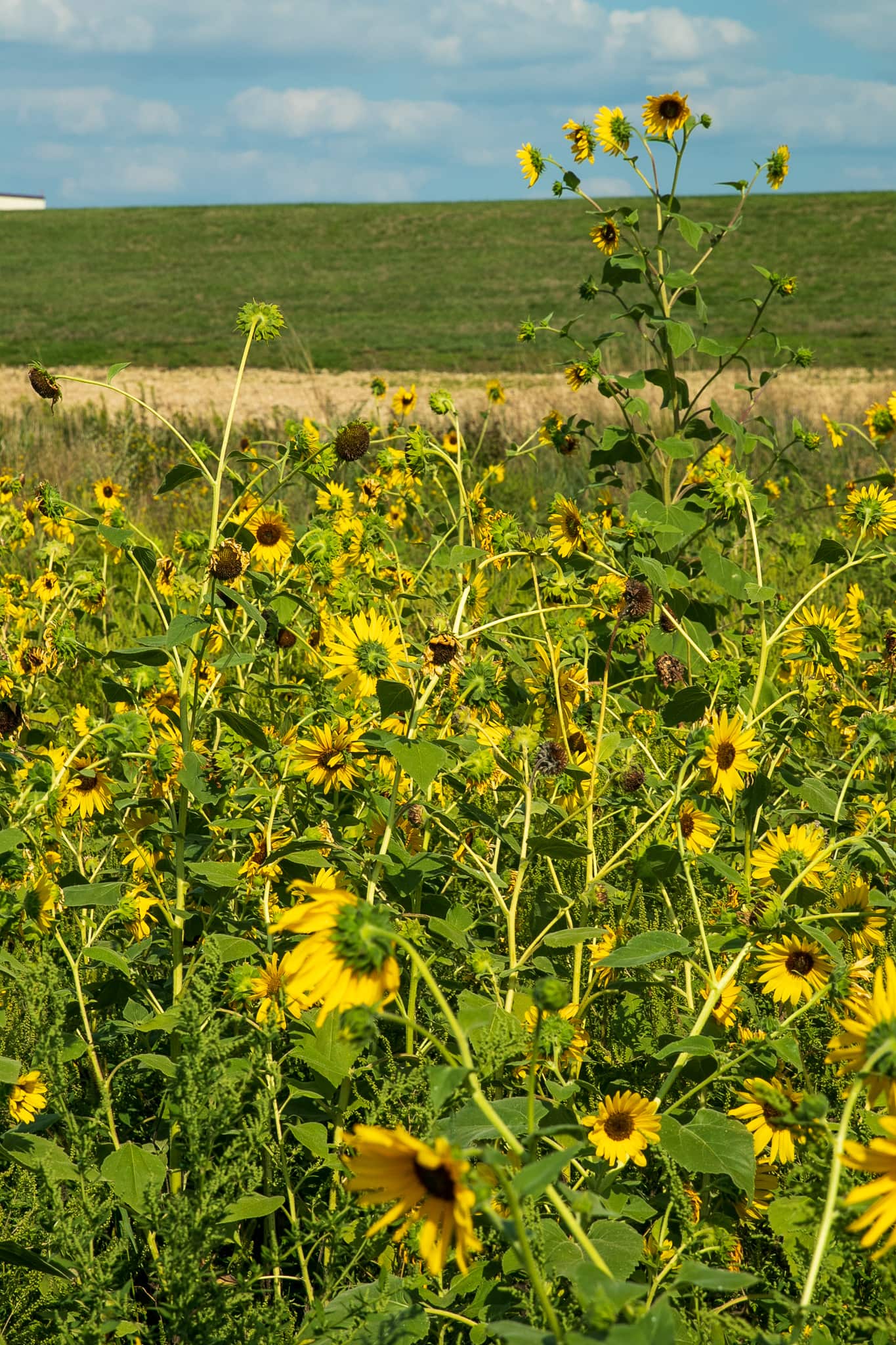 A small field of wild sunflowers sprouted in a habitable spot between the trail and the earthen berm of the airport.