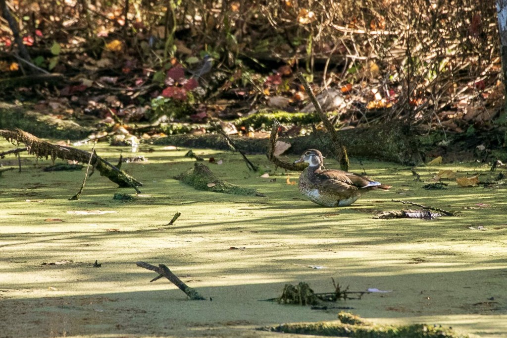 mottled wood duck
